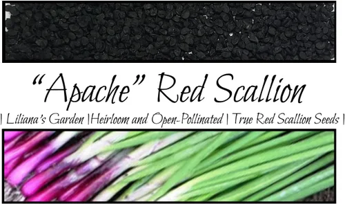 Vista 8 de Semillas de cebolla roja en racimo "Apache" - también conocido como cebolleta roja o cebolla para ensalada Semillas de reliquia de Liliana's