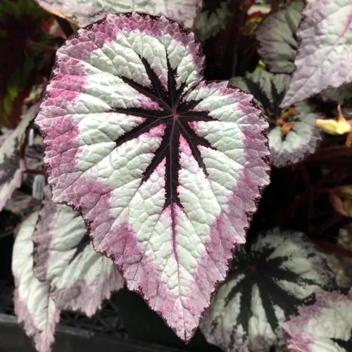 Vista 6 de 2 plantas vivas de Begonia Angel Wing Maculata, tamaño de 5-9 pulgadas de alto, plantas de begonia con lunares surtidas, plantas decorativas