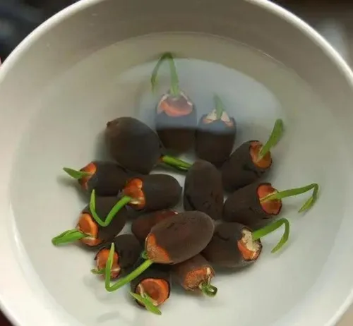 Vista 8 de 12+ Piezas Semillas de Loto para Cuenco de Bonsái, Semillas de Planta de Flor de Lirio Acuático con Floración, Semillas de Jardín Frescas Acuáticas