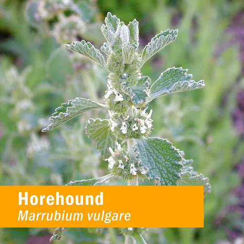 Vista 6 de Herb Pharm Gotas de extracto líquido Horehound para soporte del sistema respiratorio, 1 onza