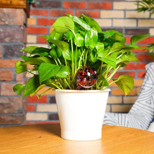 Vista 5 de 16 unidades de dispositivos de riego de plantas de 5.1 fl oz pequeños globos de riego automático para macetas de interior y exterior, globos