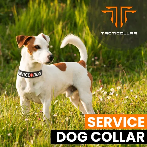 Vista 2 de Tacticollar - Collar de perro de servicio, nailon, ajustable, bordado (XS, 10-12 pulgadas de largo x 1 pulgada de ancho)