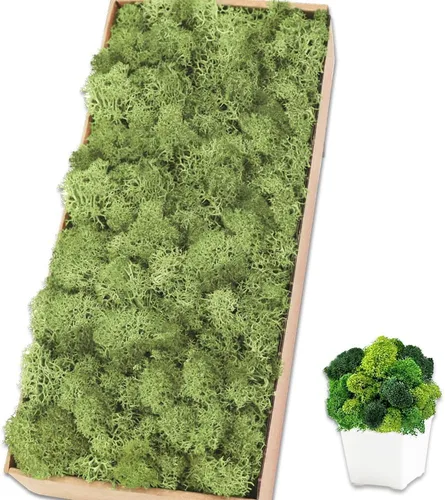 Vista 38 de Musgo de reno azul de 3.5 onzas, musgo preservado para plantas, decoración de musgo, musgo verde para manualidades, musgo para plantas en maceta