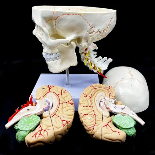 Vista 3 de Cráneo humano con cerebro y vértebra cervical Modelo anatómico Anatomía de tamaño real para estudio de aula de ciencias Modelo de enseñanza