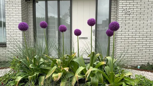 Vista 8 de 25 semillas de flores gigantes Allium GLOBEMASTER Allium Giganteum de Seedville