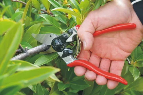 Vista 4 de Felco Tijeras de podar (F 6) y (F 310) - Podadoras de jardín con una sola mano de fabricación suiza de alto rendimiento
