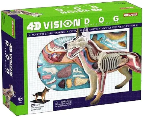 Vista 4 de Maqueta de anatomía de perro Tedco con visión 4D