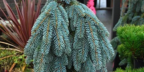 Vista 3 de WEEPING COLORADO BLUE SPRUCE - Picea pungens 'The Blues' - PLANTA DE 2 AÑOS