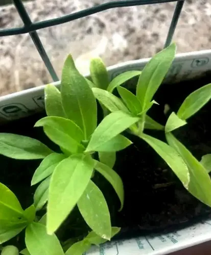 Vista 2 de 200 PZS semillas de Phlox alto rosa para plantar, semillas de flores perennes resistentes, reliquia
