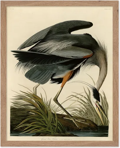 Vista 34 de Poster Master Póster vintage de James Audubon – Impresión retro de amargo americano – Arte de aves de América – Regalo para hombres, mujeres