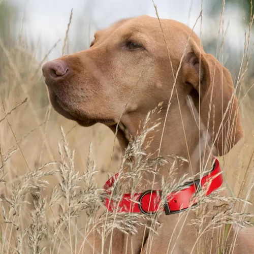 Vista 432 de Dogline Biothane - Collar impermeable para perro con hebilla de liberación rápida, resistente cincha de nailon recubierta con resistente y a prueba