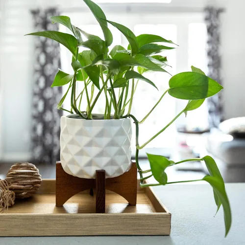 Vista 2 de Flora Bunda Mid Century - Patrón de cerámica DIMPLE de 5 pulgadas en soporte de madera, blanco mate