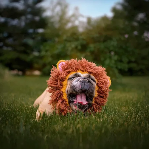 Vista 10 de Zoo Snoods Disfraz de león – Redecilla tejida para perro de melena para mascotas, cubierta cálida para el cuello para Halloween e invierno (S)