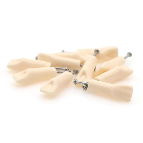 Vista 11 de Modelo de estudio de dientes de práctica de Typodont dental, modelo de estudio, dientes de repuesto individual, enseñanza de estudiantes 11#