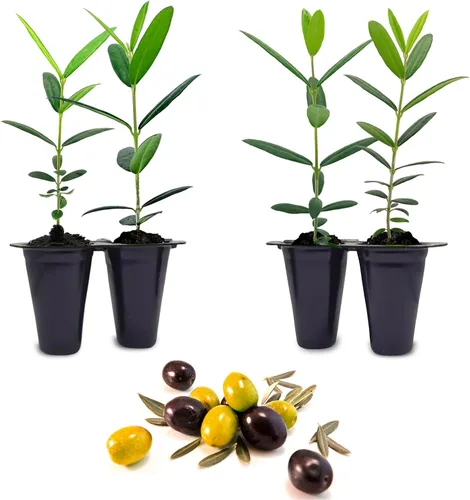 Vista 4 de Olivo Arbequina (paquete de 4) Real Olea Europaea Plantas fáciles de cultivar Gran regalo para celebraciones Cultiva tu propia comida en tu