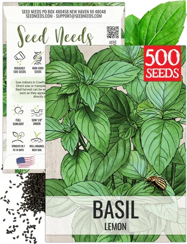 Vista 30 de Seed Needs Semillas de albahaca italiana para plantar hierbas tradicionales sin OMG, 1 paquete