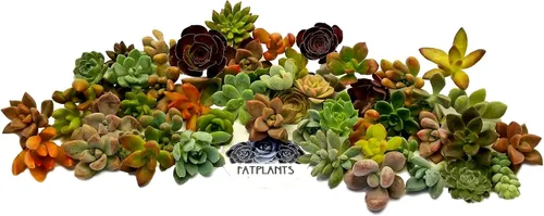 Vista 10 de Fat Plants San Diego, esquejes de suculentas, roseta pequeña