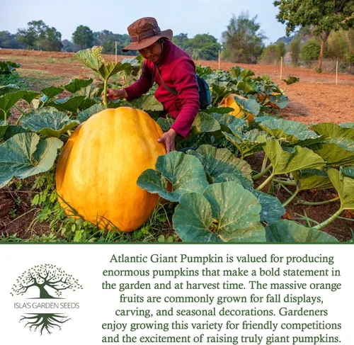 Vista 6 de Semillas de calabaza gigante del Atlántico para plantar, más de 15 semillas de reliquia por paquete, semillas de jardín de Isla