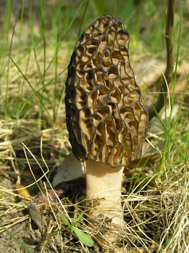 Vista 8 de Sporas Black Morel Setas Semillas Micelio Spawn Crecer Bonsái Secado No GMO