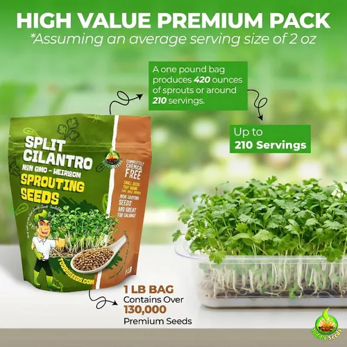 Vista 3 de Todd's Seeds Cilantro (cilantro de semillas divididas) Semilla de hierbas con empernado lento, sin OMG, sin químicos, alta germinación (1/4 libra)
