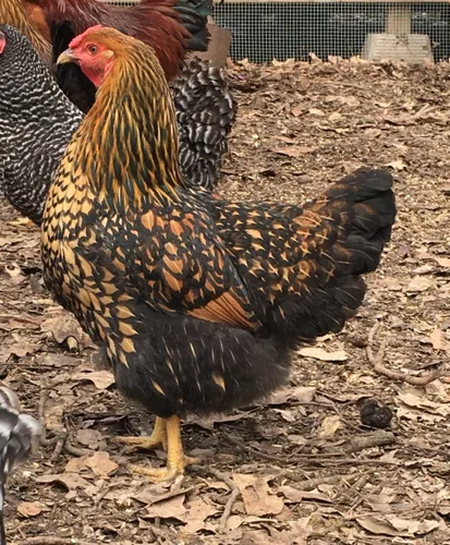 Vista 2 de Huevos para incubar de pollo criados en orgánicos (12 huevos)