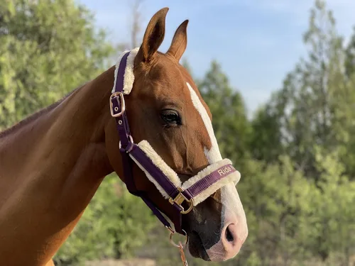 Vista 3 de Ride Now Glossy Buckle Headcollar Horse Halter with Detachable Faux Fur Band