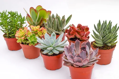 Vista 6 de Suculentas grandes y coloridas para exteriores – Surtido de 4 pulgadas – Plantas suculentas vivas para exteriores – Grandes suculentas vivas