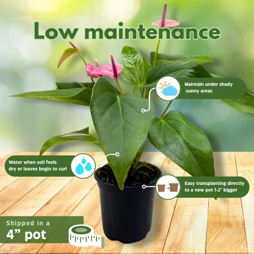 Vista 5 de BubbleBlooms Anthurium Purple, 4 pulgadas