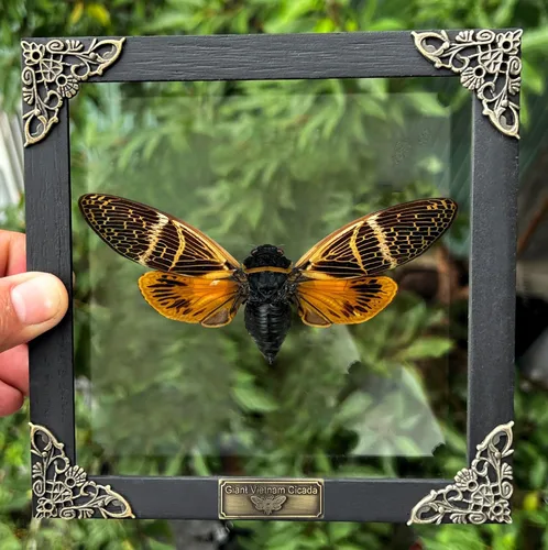 Vista 102 de 2 Real Dragonfly Specimens Shadow Box Framed Insect Display Oddities Curiosities Entomology Collection Natural History Wall Decor Gift for Nature