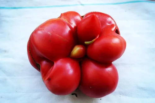 Vista 2 de Semillas de tomate Travel Voyage Reisetomate para plantar unas 20 semillas