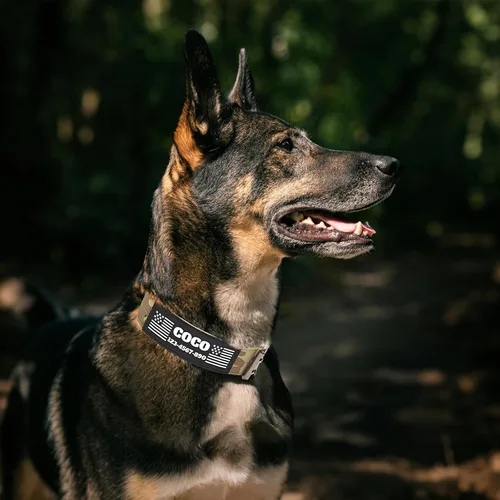 Vista 3 de Collar táctico personalizado para perro con parches de nombre y números, collar personalizado resistente con hebilla de cinturón de metal de 2 pines