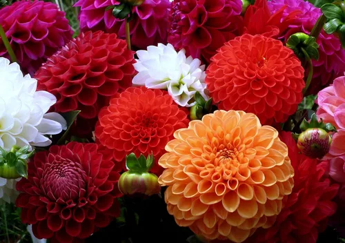 Vista 5 de Semillas Pompon Dahlia Mix - Flores anuales para plantar - Sin OMG