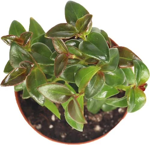 Vista 2 de Black Goldfish Plant-2'' de California Tropicals