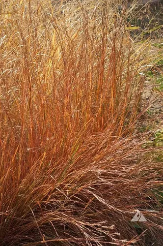 Vista 3 de 1000 semillas de hierba de pradera Little Bluestem nativo americano, sin OMG