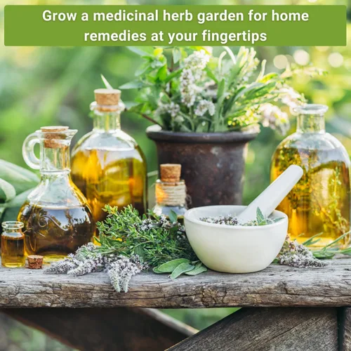 Vista 4 de Sow Right Seeds - Gran colección de semillas de hierbas medicinales para plantar - Manzanilla, equinácea, lavanda, menta, apio de panadero, melisa