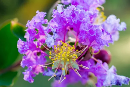 Vista 3 de 35 Lila Claro Púrpura Crepe Mirto Lagerstroemia Arbusto Floración Arbusto Semillas de árbol pequeño