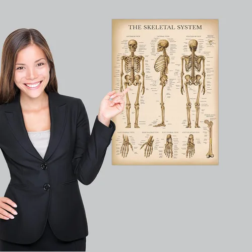 Vista 4 de Palace Learning Cuadro anatómico del sistema esquelético vintage, póster de anatomía de esqueleto humano (laminado, 18 x 24 pulgadas)