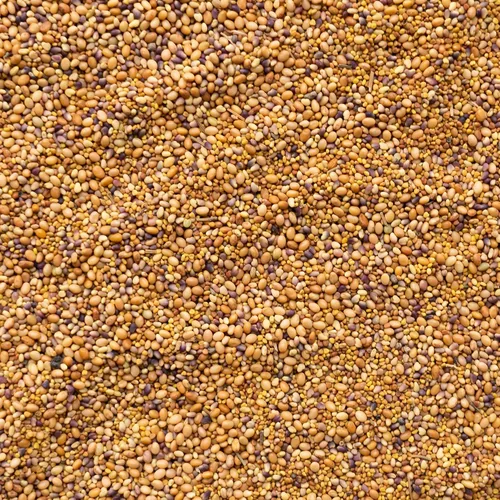 Vista 2 de Mezcla de semillas de trébol trío – Premium 1 libra ~179,200 semillas – Trébol rojo, blanco y encarnado – Mezcla para cultivo de cobertura