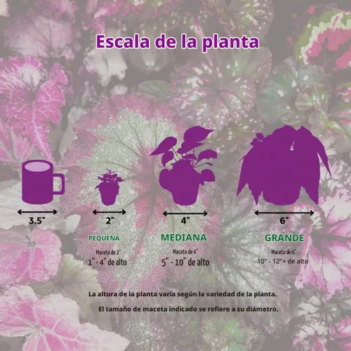 Vista 8 de BubbleBlooms Surtido de Peperomia, 6 peperomias diferentes en macetas de 2 pulgadas Grower's Choice