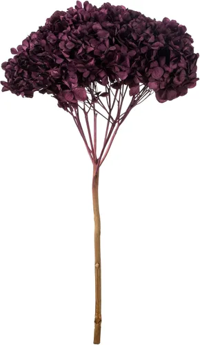 Vista 6 de Vickerman Hortensias de musgo antiguo de 15 pulgadas con múltiples segmentos de rama. Conservada