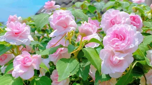 Vista 3 de Más de 100 semillas de camelia con flores Impatiens Impatiens Flores de Balsamina Jardín Plantación