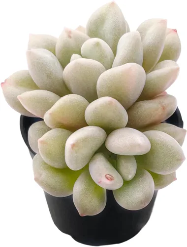 Vista 6 de Plantas suculentas vivas de 2 pulgadas, cactus con cono de pino, mini suculentas en maceta, planta de interior de fácil cuidado, regalos únicos