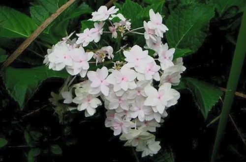 Vista 3 de Hydrangea 'Fuji Waterfall' - Hortensia rara doble lacecap - Elegantes flores blancas en cascada - Arbusto de jardín de sombra resistente - Maceta