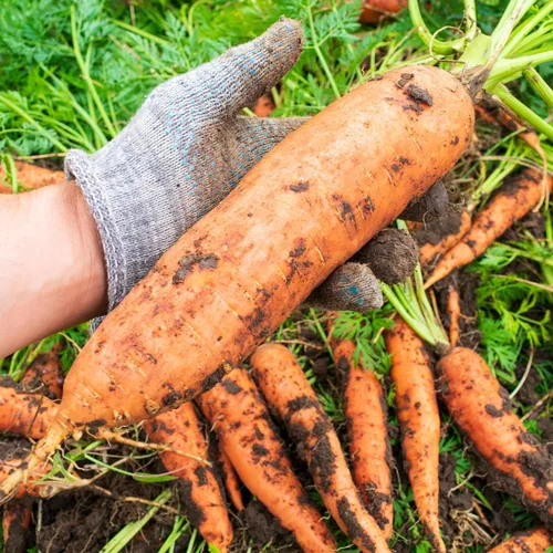 Vista 5 de Big A Fertilizante de zanahoria y fertilizantes de raíces - Fertilizante premium para zanahorias y huerto - Alimento orgánico para plantas