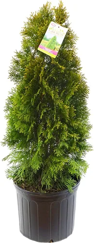 Vista 6 de Planta viva de Green Promise Farms - Thuja occidentalis, Fire Chief Globe Arborvitae #2 Contenedor de tamaño de galón Evergreen