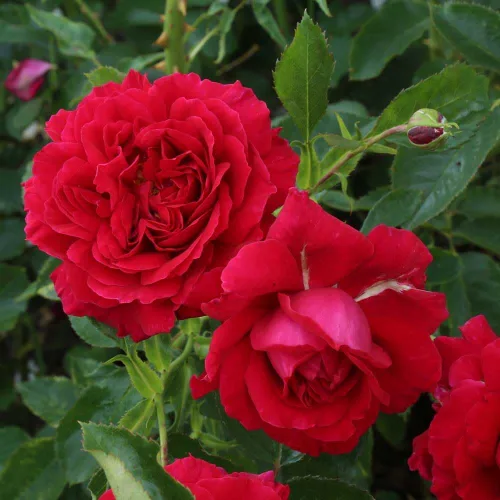 Vista 4 de Heirloom Roses Red Rose Bush - Planta de rosas de leyenda inglesa viva Courageous™ para plantar al aire libre