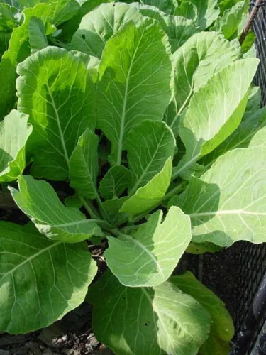 Vista 2 de Vates Collard Green Seeds 50 unidades, marca COOL BEANS N SPROUTS Gardening.
