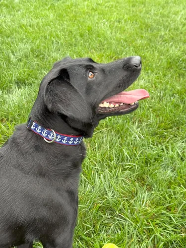 Vista 3 de Collar de perro mediano de 13-19 pulgadas ancla náutica azul rojo collar ajustable hecho a mano USA
