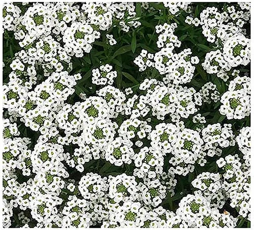 Vista 2 de 8000 Dwarf Royal Carpet Sweet Alyssum Seeds - Gran cobertura de suelo