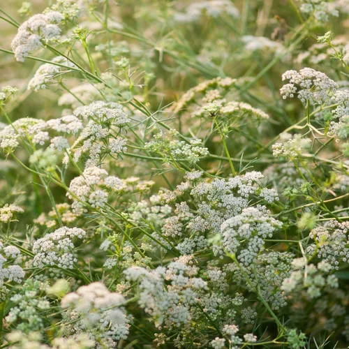 Vista 7 de Outsidepride Semillas de comino blanco comunes para plantar, 1000 piezas anuales, especias aromáticas, fáciles de cultivar, semillas sabrosas